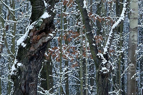 Waldkauz (Strix aluco)