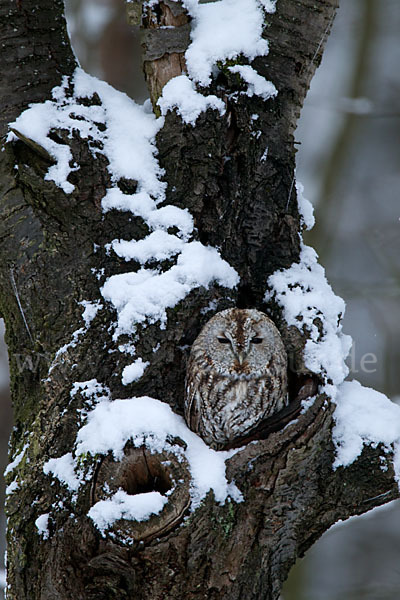 Waldkauz (Strix aluco)