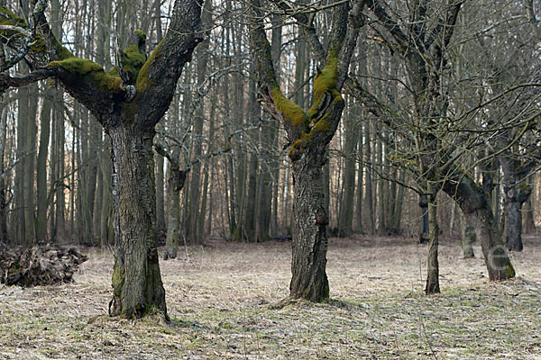 Waldkauz (Strix aluco)