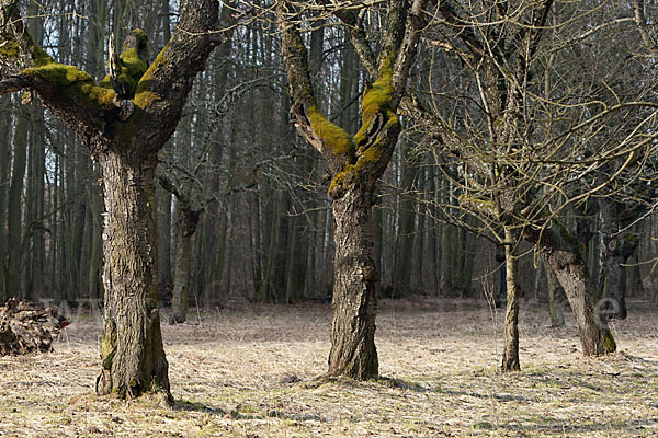 Waldkauz (Strix aluco)