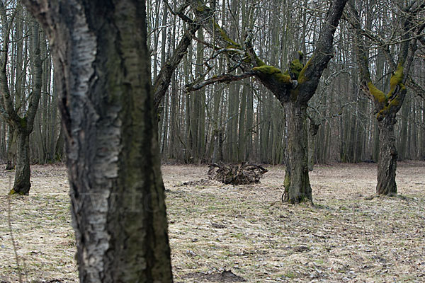 Waldkauz (Strix aluco)