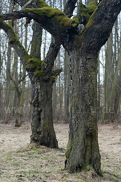 Waldkauz (Strix aluco)