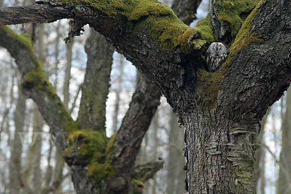 Waldkauz (Strix aluco)