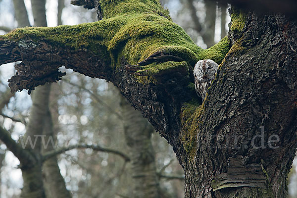 Waldkauz (Strix aluco)