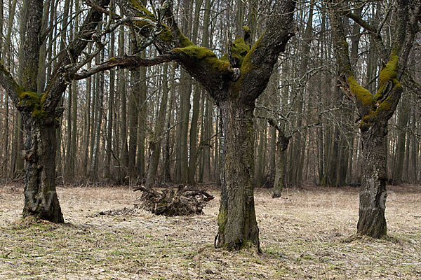 Waldkauz (Strix aluco)