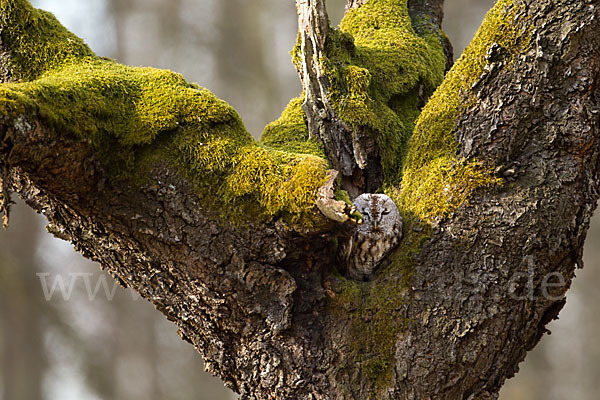 Waldkauz (Strix aluco)