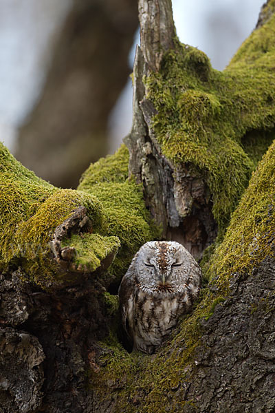 Waldkauz (Strix aluco)