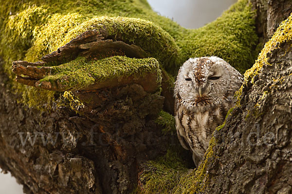 Waldkauz (Strix aluco)