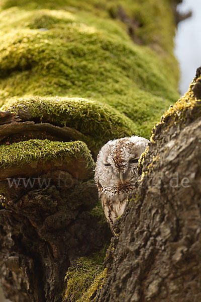 Waldkauz (Strix aluco)