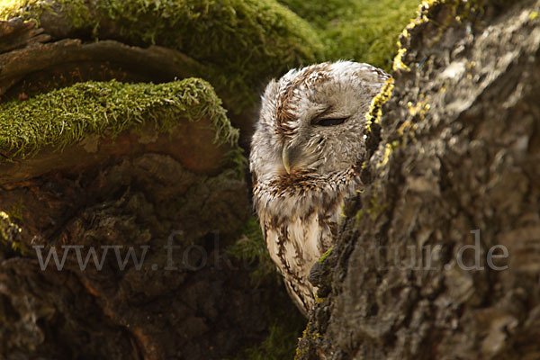 Waldkauz (Strix aluco)