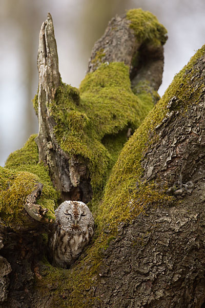 Waldkauz (Strix aluco)