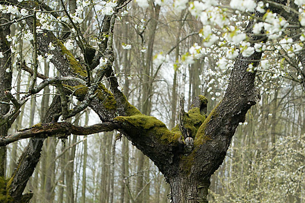 Waldkauz (Strix aluco)