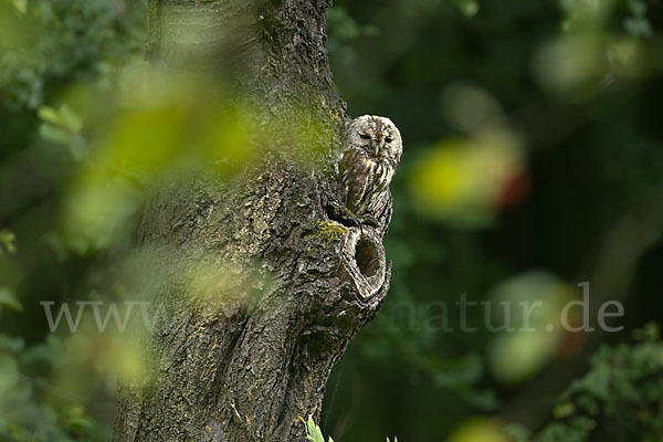 Waldkauz (Strix aluco)