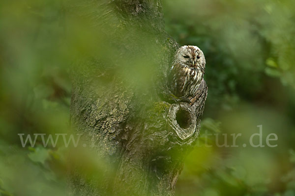 Waldkauz (Strix aluco)