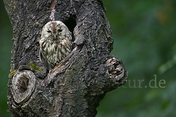 Waldkauz (Strix aluco)