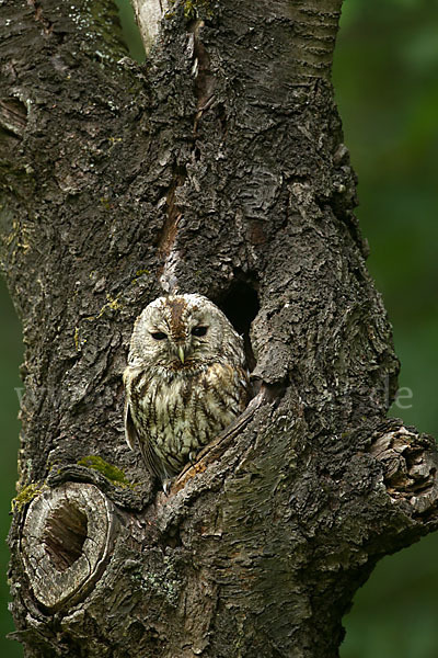 Waldkauz (Strix aluco)