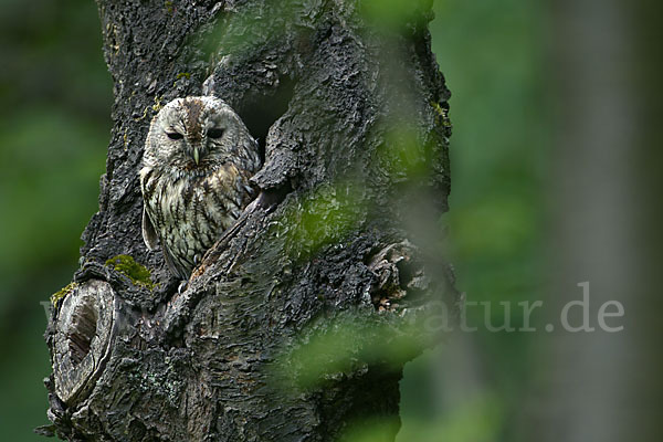 Waldkauz (Strix aluco)