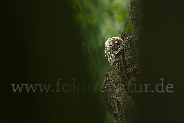 Waldkauz (Strix aluco)