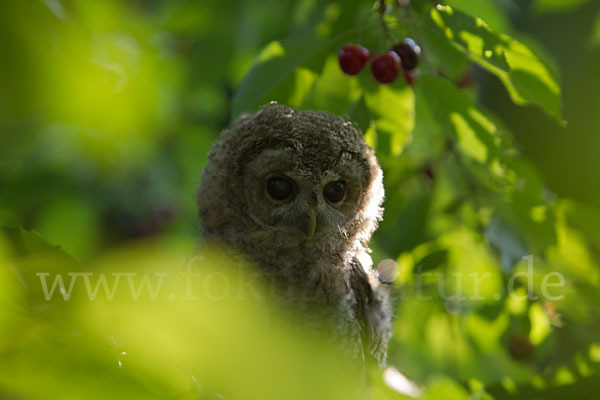 Waldkauz (Strix aluco)