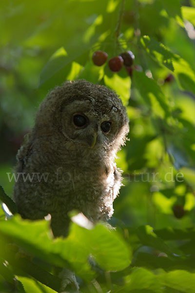 Waldkauz (Strix aluco)