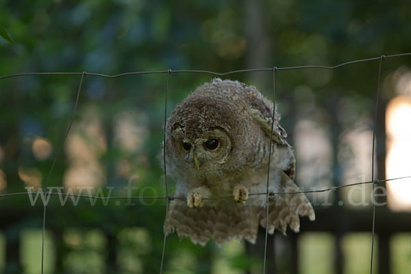 Waldkauz (Strix aluco)