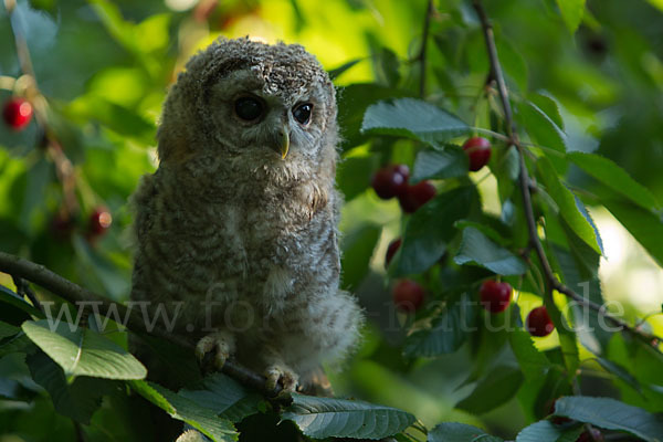 Waldkauz (Strix aluco)