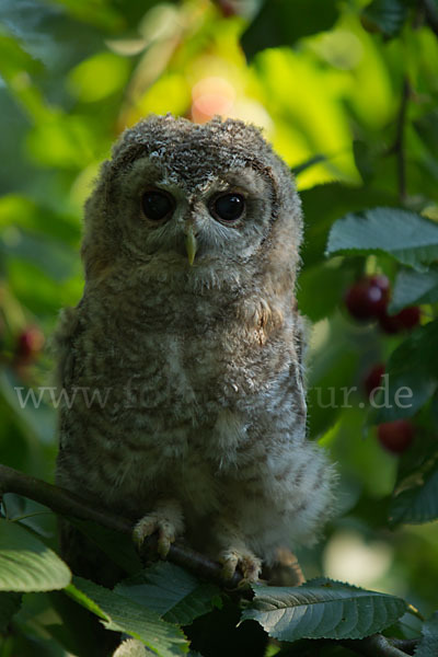 Waldkauz (Strix aluco)