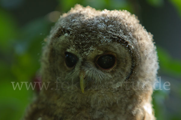 Waldkauz (Strix aluco)