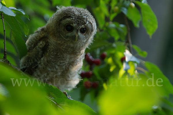 Waldkauz (Strix aluco)