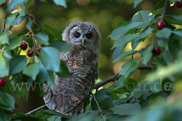 Waldkauz (Strix aluco)