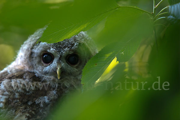 Waldkauz (Strix aluco)