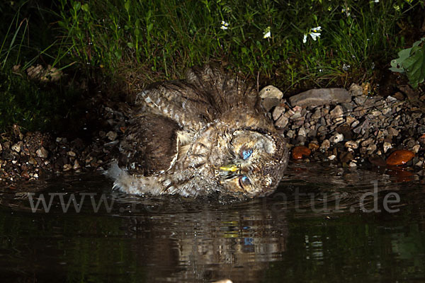 Waldkauz (Strix aluco)