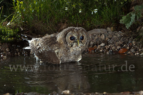 Waldkauz (Strix aluco)