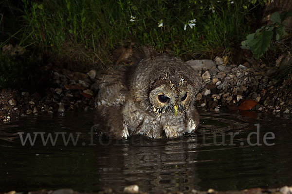 Waldkauz (Strix aluco)