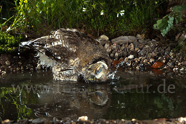 Waldkauz (Strix aluco)