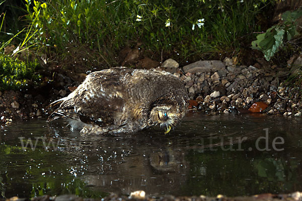 Waldkauz (Strix aluco)