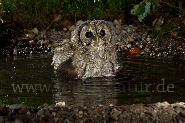 Waldkauz (Strix aluco)