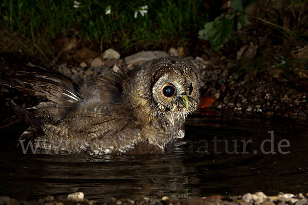 Waldkauz (Strix aluco)