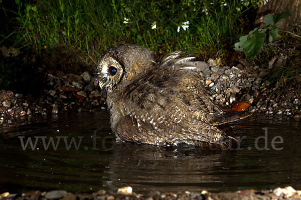 Waldkauz (Strix aluco)