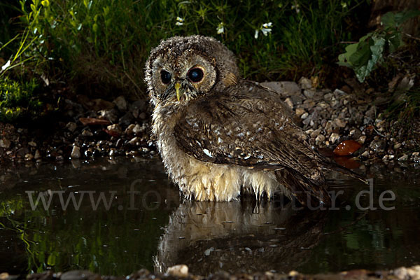 Waldkauz (Strix aluco)