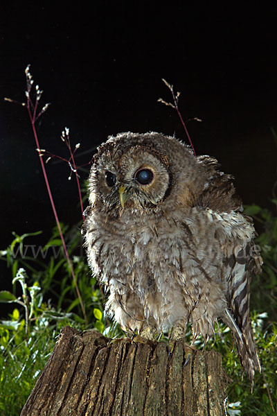 Waldkauz (Strix aluco)