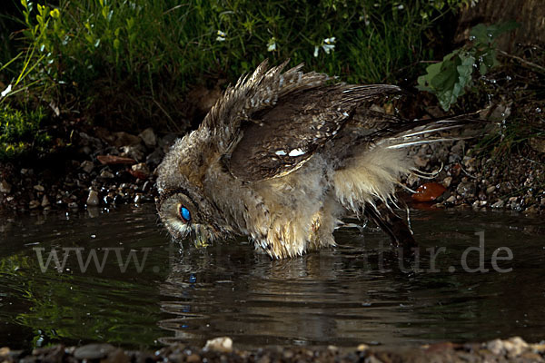 Waldkauz (Strix aluco)