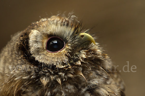 Waldkauz (Strix aluco)