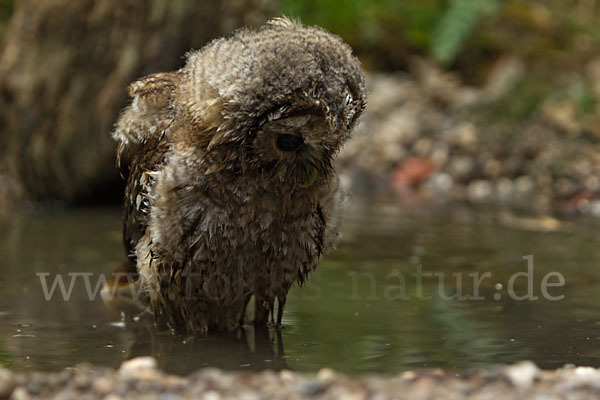 Waldkauz (Strix aluco)