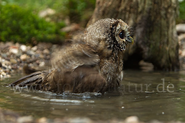 Waldkauz (Strix aluco)