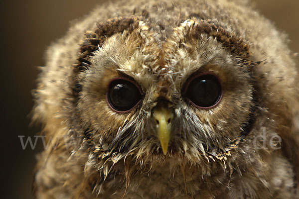 Waldkauz (Strix aluco)