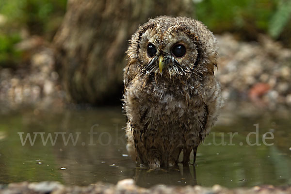 Waldkauz (Strix aluco)