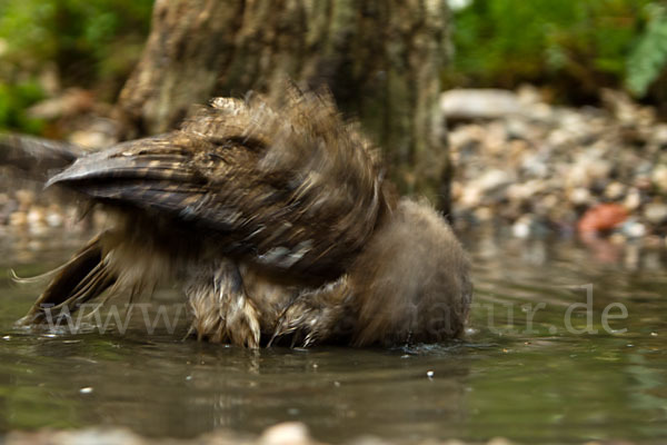 Waldkauz (Strix aluco)