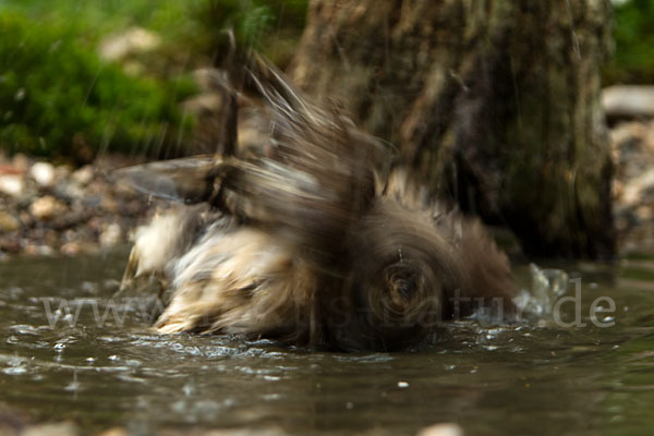 Waldkauz (Strix aluco)