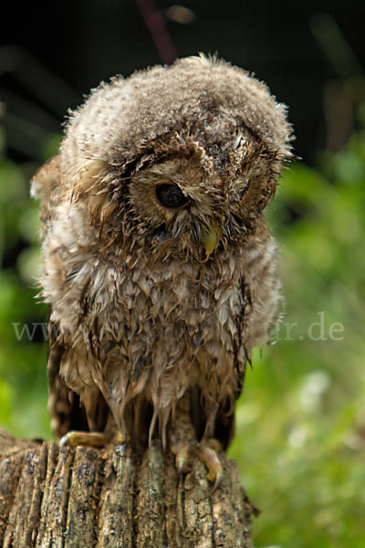 Waldkauz (Strix aluco)